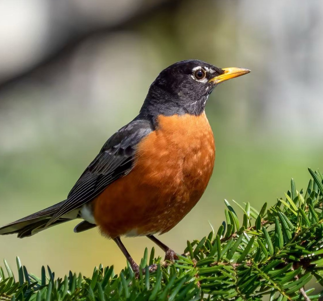 A robin